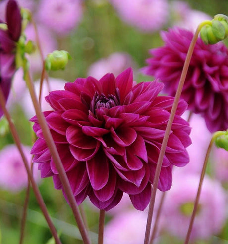 Dahlia 'Le Baron' i blom – dahlior för trädgården; köp friska dahliaknölar, förgro dahlior före plantering efter frost och vinterförvara rätt; populära sorter hos Odla.nu.