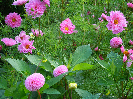 Rosa i läcker mix: dahlia 'Pompon Roze' med rosenskära (Cosmos bipinnatus) 'Double Rose Bonbon' i Göteborgs Botaniska Trädgårds dahliarabatter – inspirerande samplantering och trädgårdsinspiration.