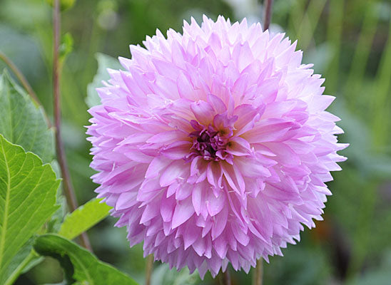 Dahlia x pinnata ’Peter’ – köp dahliaknölar tidigt, förkultivera/förgro vid 10–15°C, toppa för fler blommor, plantera i kruka eller rabatt (10 cm djupt, 50–75 cm avstånd) och vinterförvara knölarna frostfritt.