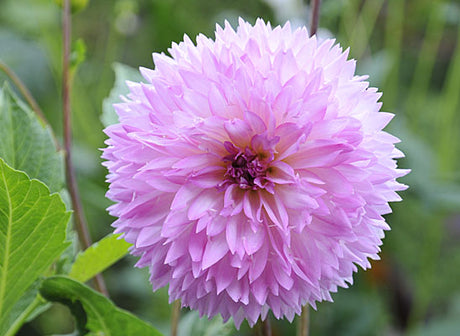 Dahlia x pinnata ’Peter’ – köp dahliaknölar tidigt, förkultivera/förgro vid 10–15°C, toppa för fler blommor, plantera i kruka eller rabatt (10 cm djupt, 50–75 cm avstånd) och vinterförvara knölarna frostfritt.