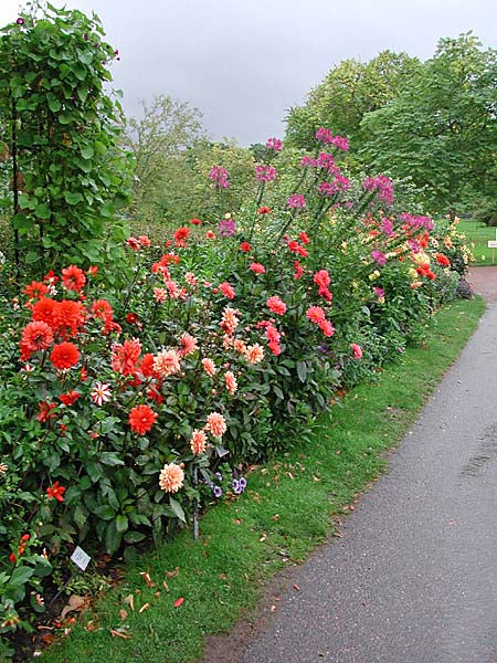 Bishop-dahlia med mörka blad och lysande enkla blommor i sensommarens trädgård – dahliornas färgprakt och mångfald, höstens grande finale i rabatten