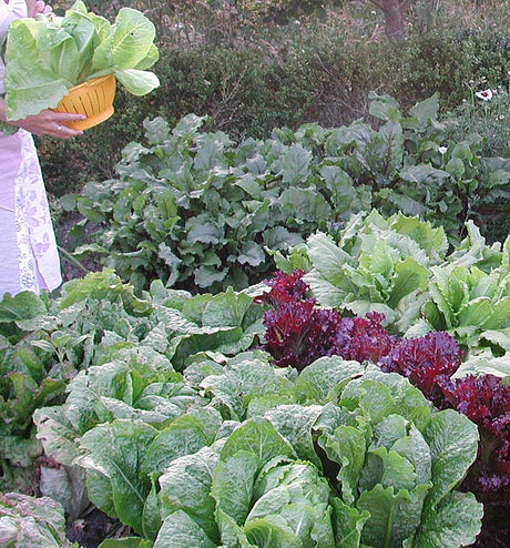 Dekorativa sallatsorter och salladskål i potager – näringsrika kålväxter som mizuna, komatsuna, pak choi och ’Kale Fizz’, lättodlade i pallkrage eller på balkong.