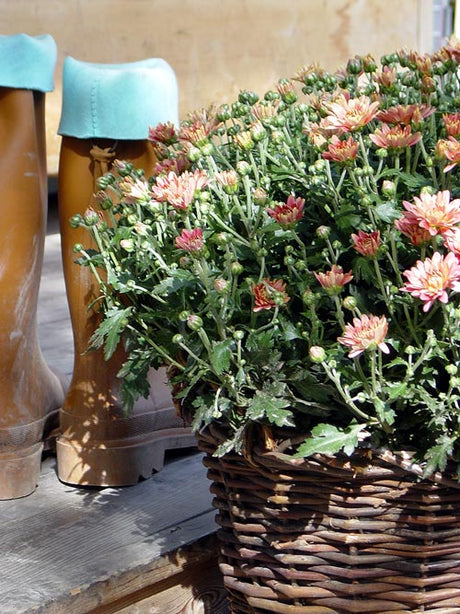 Bollkryss (Dendranthema grandiflorum/Chrysanthemum) i rymlig kruka på altan – perfekt höstplantering för balkong och entré, snyggt ihop med ljung (Calluna), revsuga (Ajuga), penningblad (Lysimachia) och kryddsalvia (Salvia).