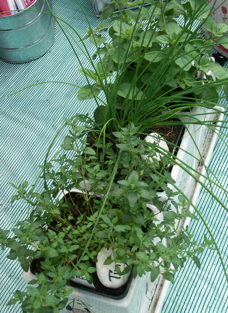 Balkonglåda med kryddväxter och ätbara växter: timjan, kryddsalvia, persilja, citronmeliss och smultron – sommarplantering för solig balkong med god dränering.