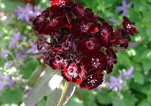 Borstnejlika 'Sooty' (Dianthus barbatus) – mörkbruna/vinröda blommor på tvåårig, lättodlad sommarblomma för soliga rabatter i vanlig trädgårdsjord; så i augusti, utmärkt som snittblomma.