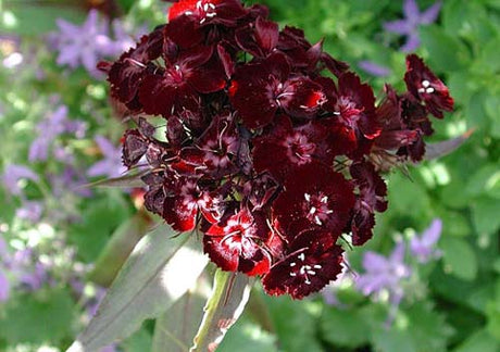 Borstnejlika 'Sooty' (Dianthus barbatus) – mörkbruna/vinröda blommor på tvåårig, lättodlad sommarblomma för soliga rabatter i vanlig trädgårdsjord; så i augusti, utmärkt som snittblomma.
