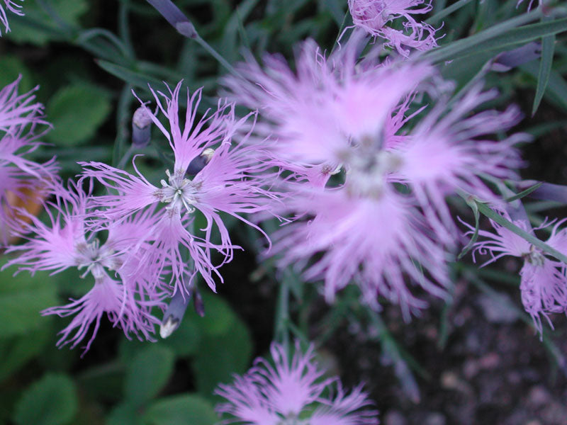 Dianthus sp., fjädernejlika – perenn för vintersådd på snö; så i sandblandad såjord, täck med vermikulit och låt fröna stratifieras för bättre groning.