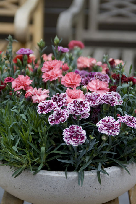 Trädgårdsnejlika (Dianthus caryophyllus) som krukväxt – lättskött, köldtålig med lång blomning; doftande rosa, röda, lila och vita blommor för inomhus, balkong, terrass och rabatt i soligt läge.