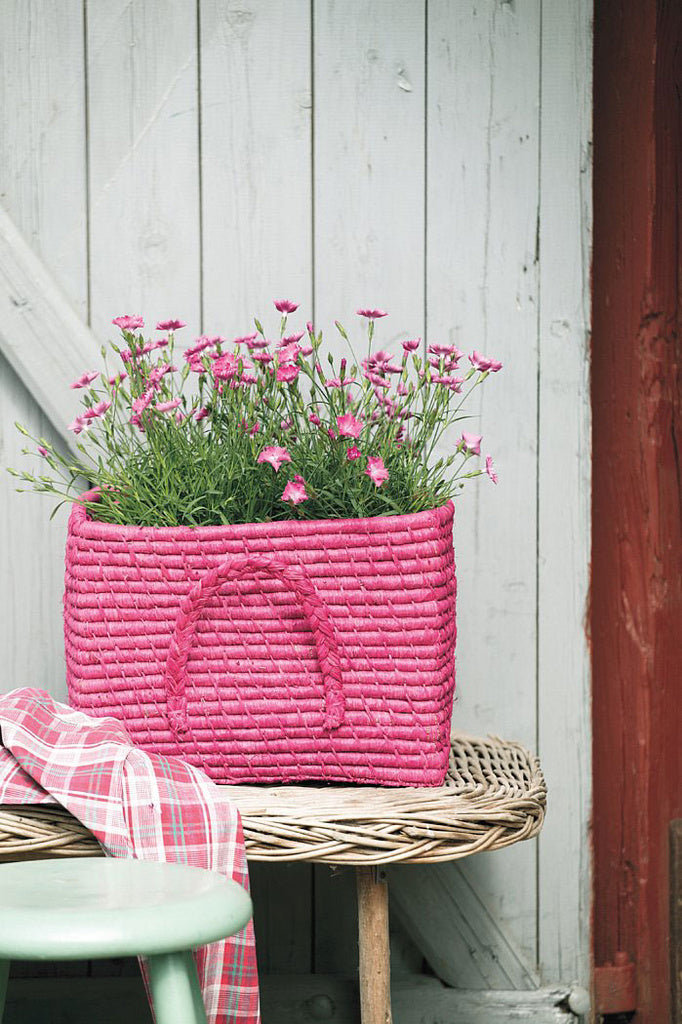 Dianthus hybrid - doftande, långblommande nejlika i kruka; kruknejlika/trädgårdsnejlika för balkong, terrass och rabatt, trivs i direkt sol och är lättskött.