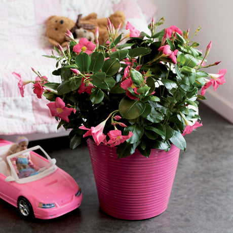 Dipladenia sanderi (Mandevilla) i Pure Living-inredning – skulpturalt växtarrangemang med organiska former som för in natur, feminin elegans och tidlös harmoni i hemmet enligt 2025 års trend.