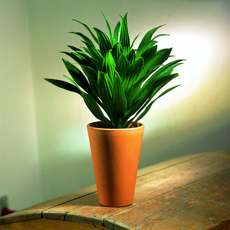 Banddracena (Dracaena deremensis) – luftrenande, luftfuktande inomhusväxt som minskar damm och stress och renar luften från formaldehyd, bensen och trikloretylen; ideal i hem och kontor.