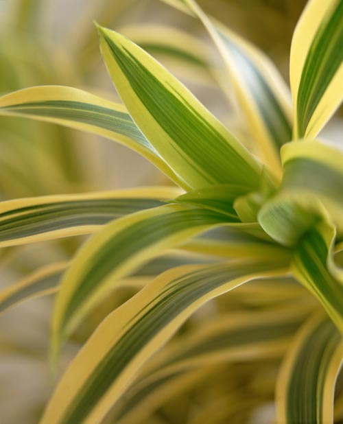 Banddracena (Dracaena deremensis) – luftrenande dracena som höjer luftfuktigheten och skapar trivsam inredning. Gröna växter för bättre inomhusmiljö och välbefinnande i hem och på arbetsplats.