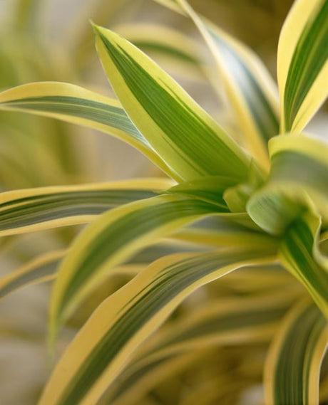 Banddracena (Dracaena deremensis) – luftrenande dracena som höjer luftfuktigheten och skapar trivsam inredning. Gröna växter för bättre inomhusmiljö och välbefinnande i hem och på arbetsplats.