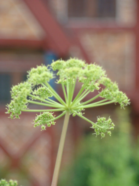 Kvanne (Angelica archangelica) i trädgård – stora gulgröna blomflockar och kraftiga stjälkar i halvskugga; odla från färska frön på hösten i fuktig, näringsrik jord; nordisk prydnadsväxt och köksört i familjen Apiaceae.