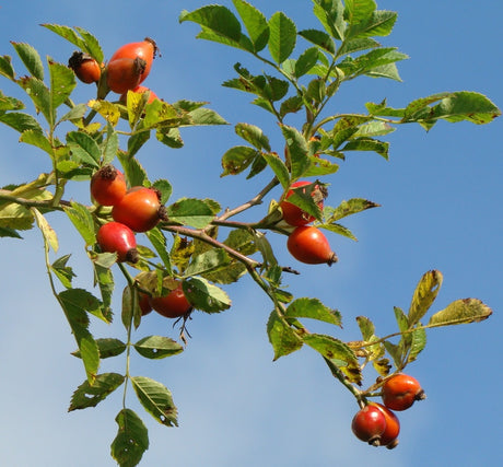 Höstrosor och nypon i trädgården – Odla.nu:s forum om rosor, vitlök att plantera på hösten, chili och kryddväxter, övervintring av citrus, dahlior och potatisblommor samt om att höstgräva