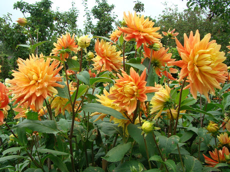 Plantera vårblommande lökar i augusti: lasagneplantering i kruka med krokus, vårstjärna och narcisser; tips om vitlök, dahlior och hösthallon.