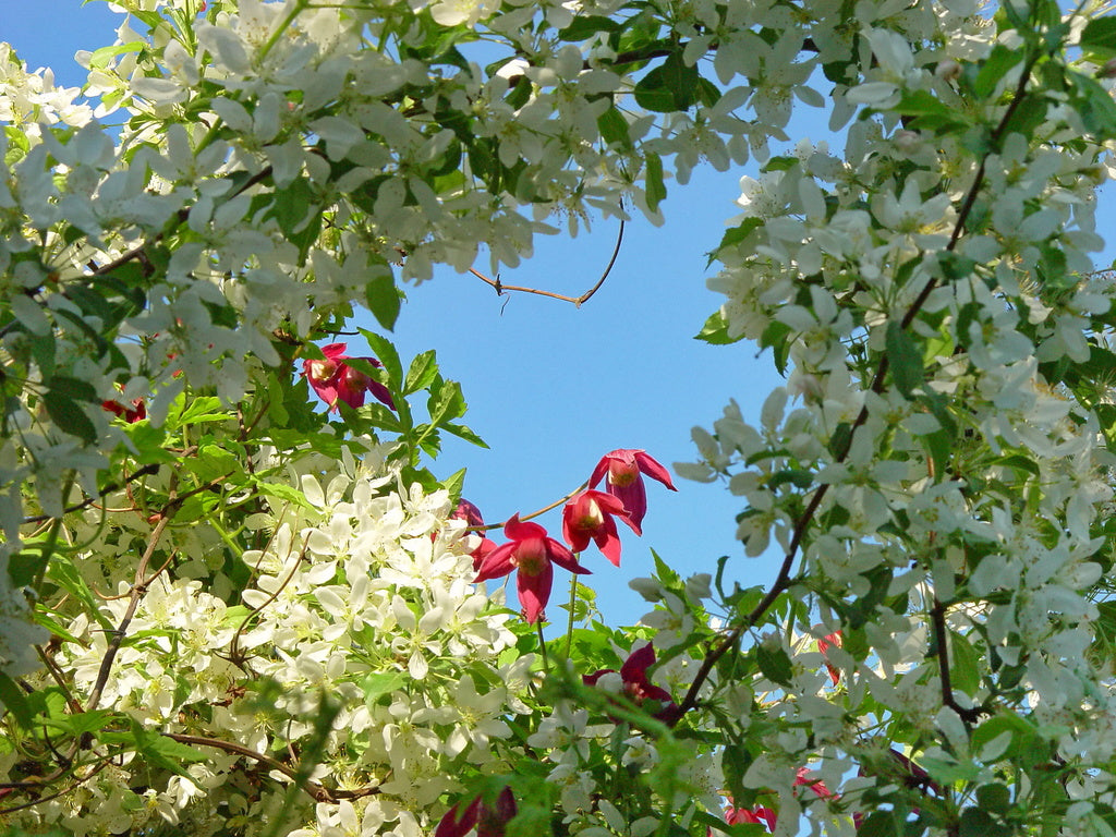 Klematisbladstekeln (Rhadinoceraea ventralis) – larv som äter klematisblad med äggsvulster i stjälk; skador på tidigblommande Clematis alpina och förebyggande bekämpning.