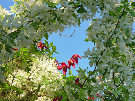 Klematisbladstekeln (Rhadinoceraea ventralis) – larv som äter klematisblad med äggsvulster i stjälk; skador på tidigblommande Clematis alpina och förebyggande bekämpning.