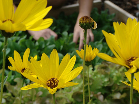 Trädgårdsaktiviteter i augusti: plantera höstblommande buskar och vintergröna växter, toppa tomatplantor, beskära bärbuskar och fruktträd, så gröngödsel och skörda kryddor.