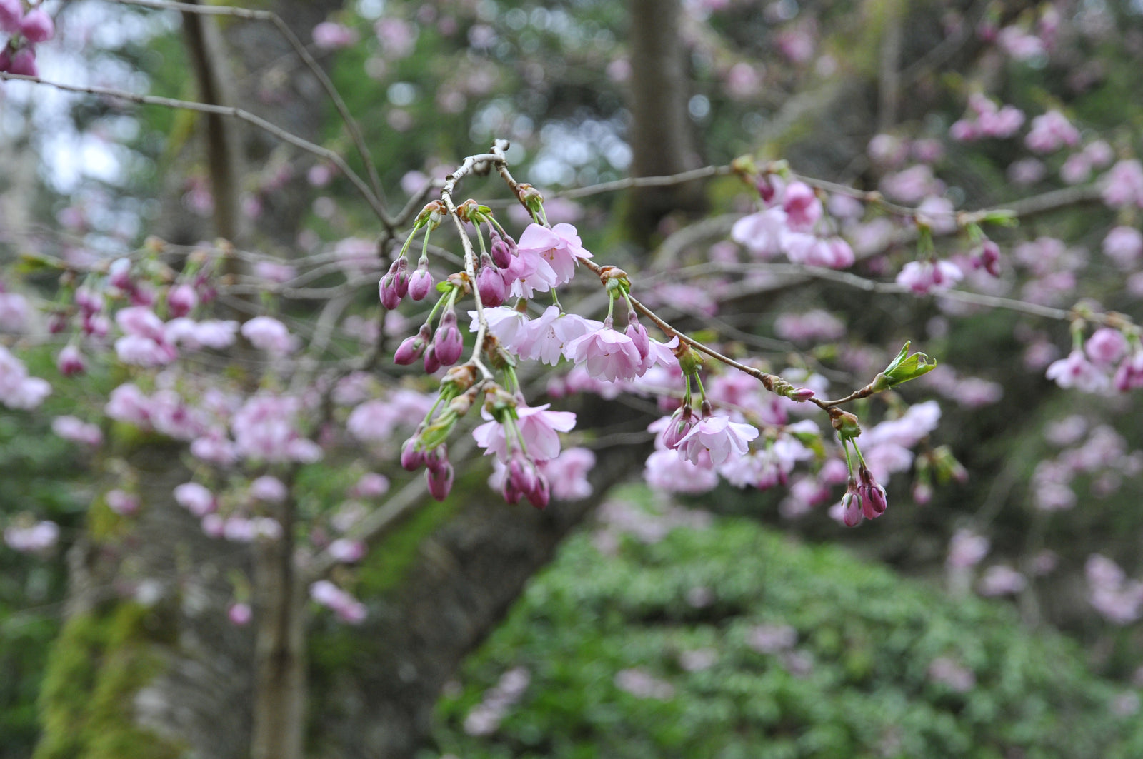 Sötkörsbär (Prunus avium) i full vårblomning med vita blommor – bigarrå i svensk trädgård, E-planta; odla i sol, väldränerad kalkrik jord (zon 1–4).
