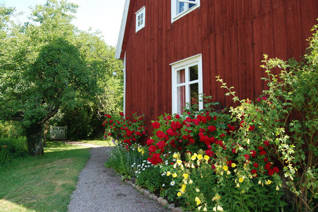 Vild törnrosgård med nypon på Astrid Lindgrens Näs i Småland – nyponträdgård av vildrosor vid prästgården och utställningspaviljongen, inspirerad av Astrid Lindgrens berättelser som Pippi Långstrump.