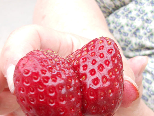 Mogna jordgubbar (Fragaria x ananassa) på solig, vindskyddad plats i väldränerad, svagt sur jord (pH 5,5–6,5) – odla jordgubbar: marktäckning, revor, skörd, gråmögel, mjöldagg.