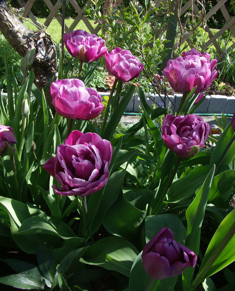 Dubbla tulpaner i vårblomning – tulpanlökar som kan planteras sent på hösten; höstlök i väldränerad jord, lasagneplantering och plantera i kruka för extra lång blomning.
