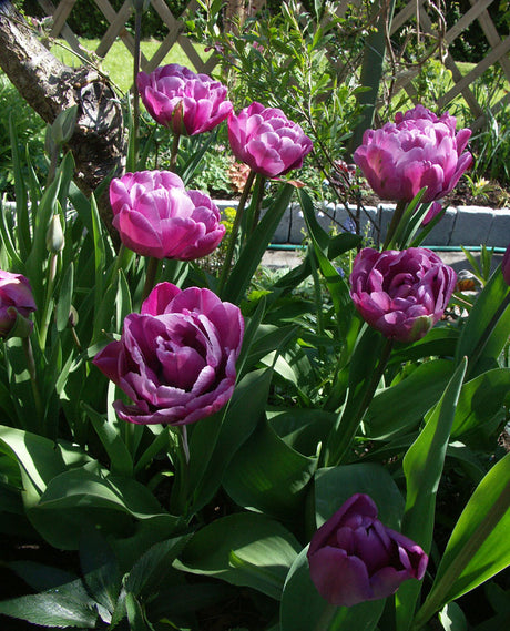 Dubbla tulpaner i vårblomning – tulpanlökar som kan planteras sent på hösten; höstlök i väldränerad jord, lasagneplantering och plantera i kruka för extra lång blomning.