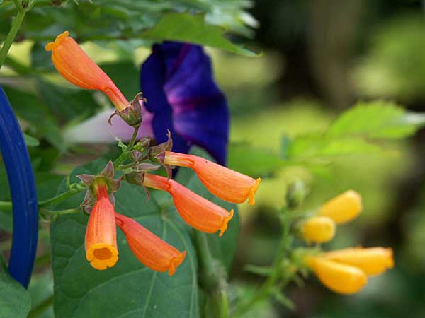 Övervintra sommarblommor: Eccremocarpus scaber och Ipomoea (ampelvinda) i kruka – råd om ljus och sval förvaring, minimal vattning, beskärning och skadedjurskontroll för pelargoner, fuchsia och knölbegonior.