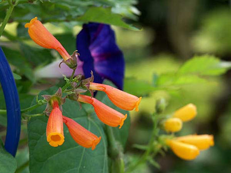 Övervintra sommarblommor: Eccremocarpus scaber och Ipomoea (ampelvinda) i kruka – råd om ljus och sval förvaring, minimal vattning, beskärning och skadedjurskontroll för pelargoner, fuchsia och knölbegonior.