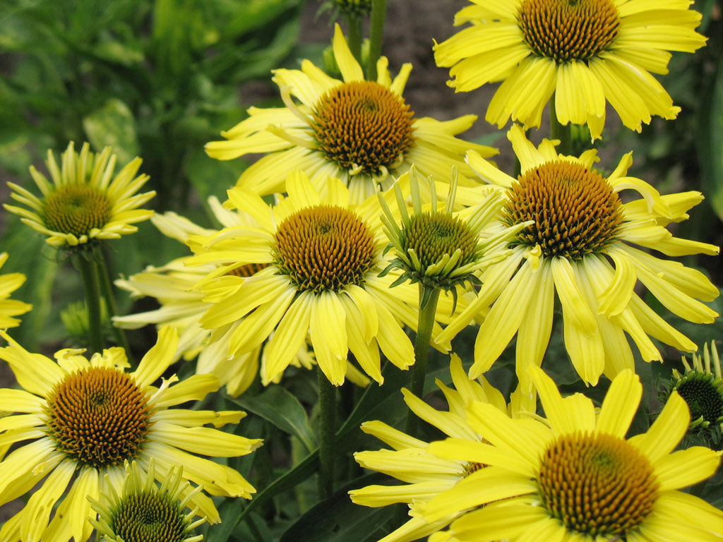 Gul solhatt Echinacea purpurea 'Cleopatra' – röd rudbeckia med solgula blommor och orange mitt; robust, torktålig, rådjurssäker perenn som gynnar pollinatörer.