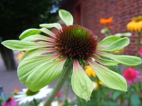 Echinacea purpurea 'Green Envy' – grön solhatt i soligt läge, tålig perenn för sensommar, som lyfter rabatten och lockar fjärilar och bin, gynnar biologisk mångfald.