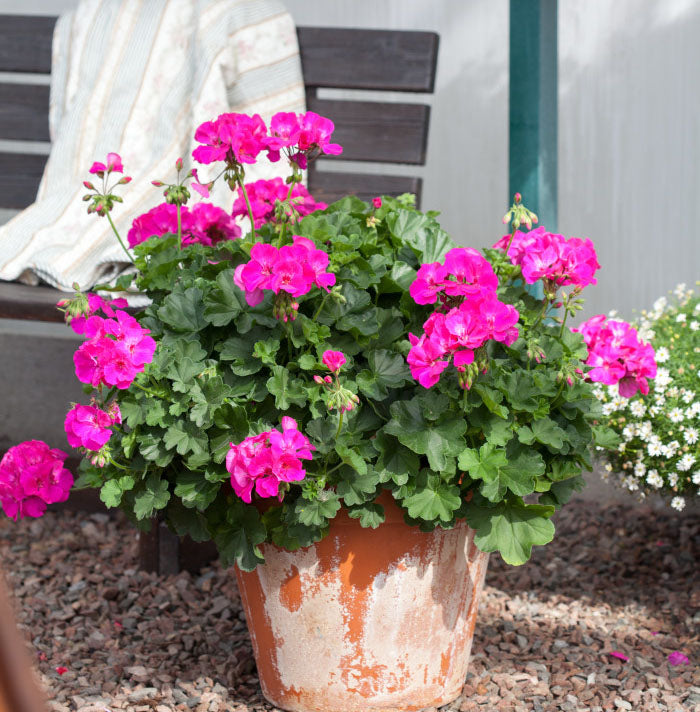 Calliope Lavender Rose geranium (Pelargonium) from the Calliope series—hybrid of zonal and ivy-leaf pelargoniums—with vivid lilac-pink flowers, vigorous growth, weather-resistant, long-blooming for patio containers, balconies, and window boxes