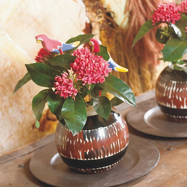 Eldboll (Ixora hybrid) – färgstark tropisk krukväxt med klotformade blomklasar i rött, orange, rosa eller gult; trivs i minst 20°C, mycket ljus och jämnt fuktig, väldränerad jord; ideal i glasat burspråk eller växthus.