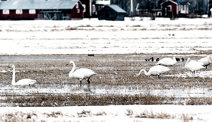 Svanpar vid älven en vårkväll – naturens närhet, livsglädje och sjöfåglar; balans mellan oro och naturglädje, fågelmatning och fåglar i trädgården.
