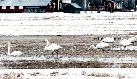 Svanpar vid älven en vårkväll – naturens närhet, livsglädje och sjöfåglar; balans mellan oro och naturglädje, fågelmatning och fåglar i trädgården.