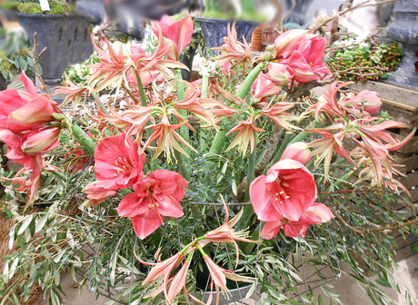 Vinterarrangemang med snittamaryllis i järnurna med oasis, eukalyptus och granatäpplen – perfekt till jul och nyår; skötsel: svalt vatten, näring och rätt placering för hållbar blomning.