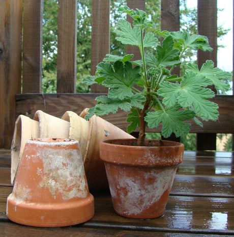 Pelargonstickling som vuxit till planta i 10–12 cm kruka: plantering, vattning, topping, omplantering och näring