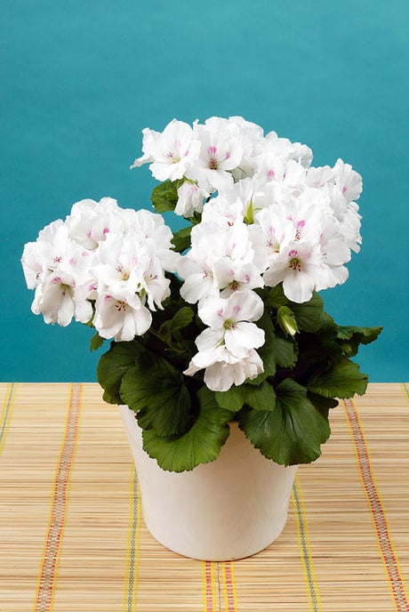 Engelsk pelargon (Pelargonium x domesticum) – regalpelargon/Martha Washington-pelargon med stora färgstarka blommor, vår–försommarblomning; mycket ljus, sval övervintring.