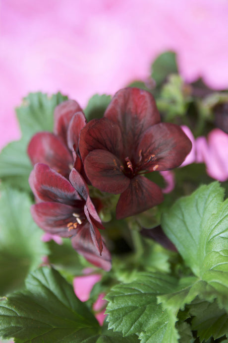Engelsk pelargon (Pelargonium x domesticum) i närbild – stora blommor med mörkare öga och vågiga blad; en klassisk färgexplosion för fönsterbräda, altan och uterum.