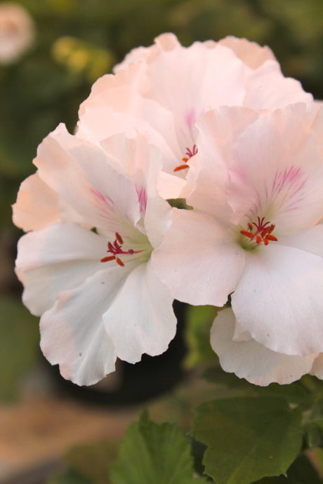 Engelsk pelargon ‘Mona Lisa’ (Pelargonium) – pelargonsort med kvinnonamn; vacker, lättskött blomma för inne och ute; ljust läge, låt torka mellan vattningar, nyp bort vissna blommor.