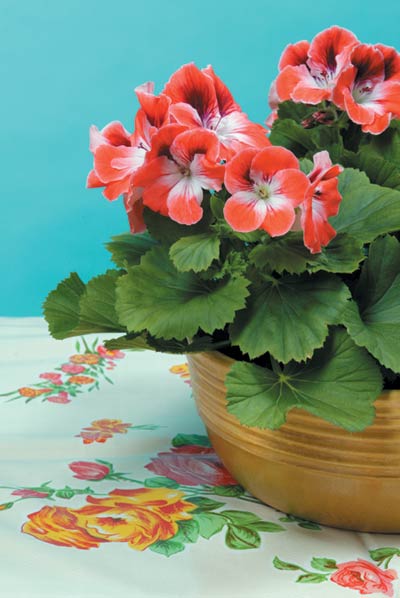 Engelsk pelargon (Pelargonium x domesticum), familjen Geraniaceae, Regal- eller Martha Washington-geranium med stora färgsprakande blommor med mörka teckningar och kompakt växtsätt.