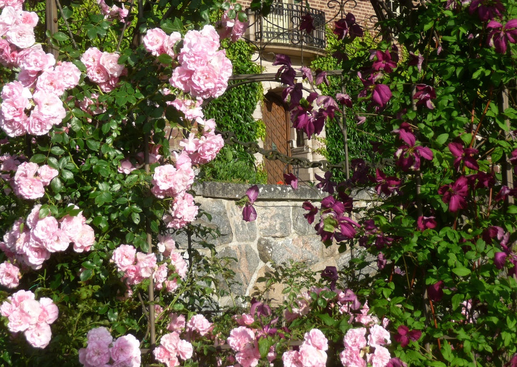 Engsholms slott och slottspark på Mörkö nära Stockholm – slottsträdgårdsmästare Hasse Wester i frodig köksträdgård med perennrabatter, nävor (Geranium) och pärlbuske; naturlig skötsel med täckodling, välbrunnen kogödsel och hönsgödsel.