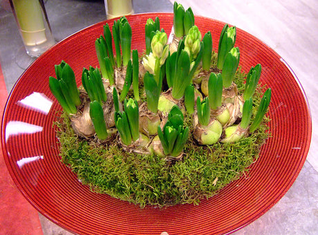 Enkel julgrupp med flerstjälkiga hyacinter på dekorativt fat, täckt med grön mossa för stämningsfull julstämning; lättskött arrangemang med svenskodlade hyacinter.