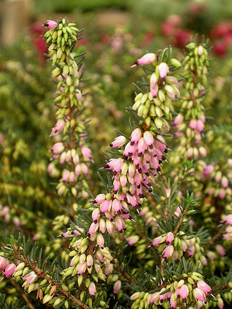 Vårljung (Erica carnea) städsegrön vinterblommare med rosa klockblommor; tidig blomning februari–mars, utmärkt marktäckare och kantväxt för surjord som gynnar pollinatörer