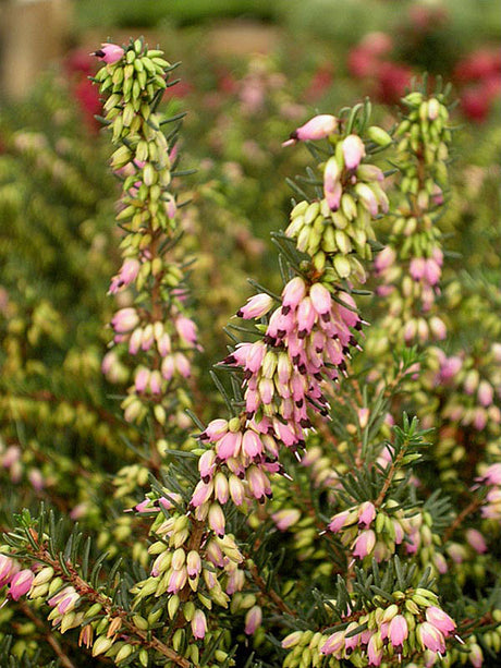 Vårljung (Erica carnea) städsegrön vinterblommare med rosa klockblommor; tidig blomning februari–mars, utmärkt marktäckare och kantväxt för surjord som gynnar pollinatörer