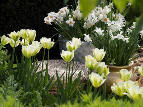 Plantera blomsterlökar och perenner tillsammans i kruka och rabatt för lång blomning – tulpaner, allium och narcisser med hosta, nepeta och dagliljor; höstplantering och kejsarkrona mot skadedjur.