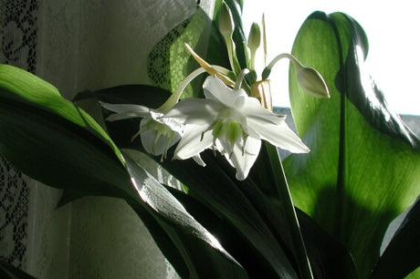 Amazonliljan (Eucharis grandiflora) – klassisk mormorsväxt och lättskött krukväxt med blanka blad och snövita doftande blommor; skuggtålig inomhusodling, trivs vid öster-/västerfönster, förökas med sidolökar.