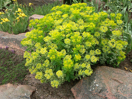 Gulltörel (Euphorbia polychroma) ’Lace’ med vitkantade blad och lysande gröngula högblad i rabatt/stenparti, tillsammans med Iris pumila och smörblomma; härdig perenn för väldränerad kalkjord.
