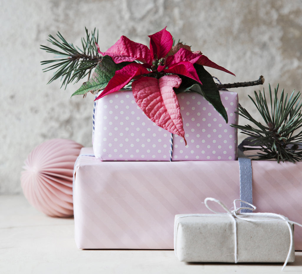 Röd julstjärna (Euphorbia pulcherrima) i kruka som skapar julstämning – en grön gåva och vacker bordsdekoration, matcha gärna med miniväxter och novemberkaktus.
